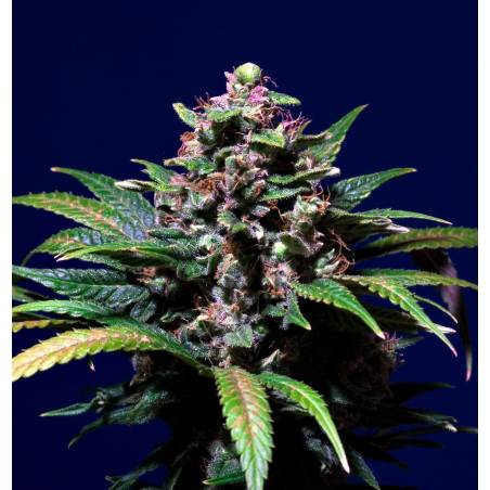 Sweet Purple X3 Paradise Seeds