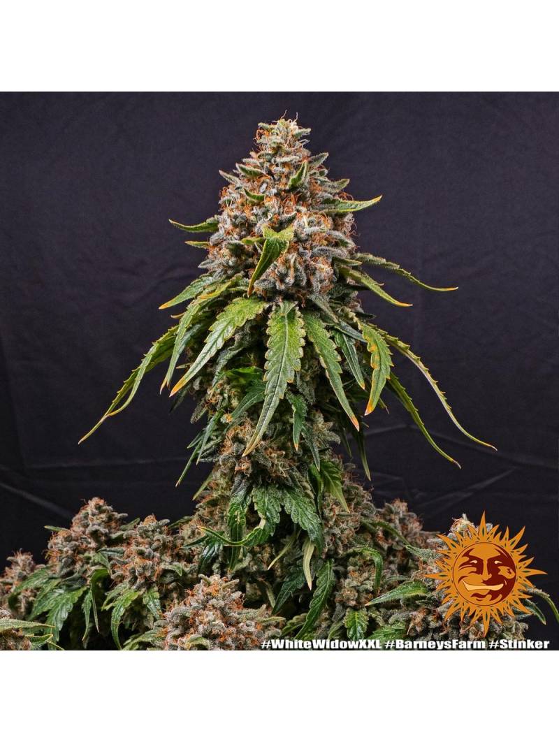 White Widow XXL  X3 Barney's Farm