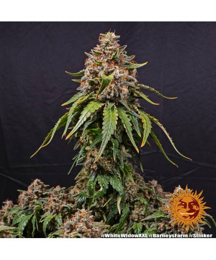 White Widow XXL X3 Barney's Farm White Widow XXL X3 Barney's Farm