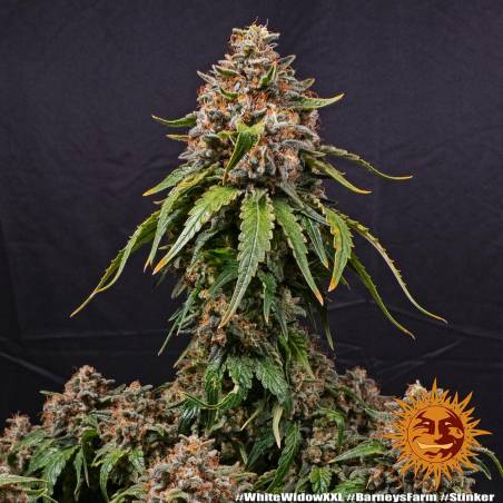 White Widow XXL  X3 Barney's Farm