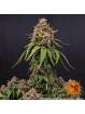 White Widow XXL  X3 Barney's Farm