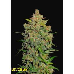 Lemon AK Auto X5 FastBuds