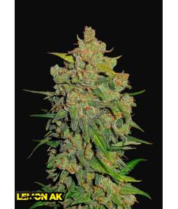 Lemon AK Auto X5 FastBuds