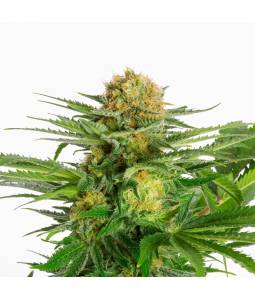 White Domina  X5 Kannabia Seeds