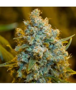 Critical Jack X10 Silentseeds