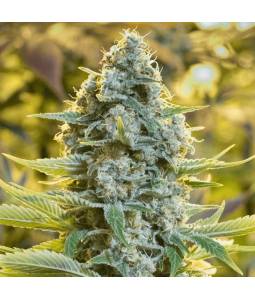 Moby Dick X3 Silentseeds