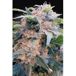 CBDream X5 Paradise Seeds