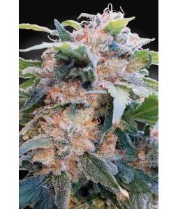 CBDream X5 Paradise Seeds