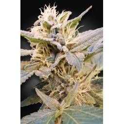 CBDelight X3 Paradise Seeds