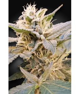 CBDelight X3 Paradise Seeds