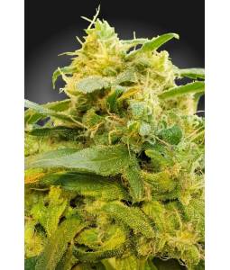 CBDivine X3 Paradise Seeds