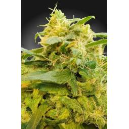 CBDivine X5 Paradise Seeds