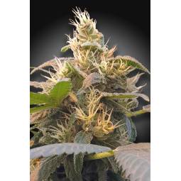 CBDenergy X3 Paradise Seeds