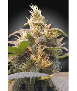 CBDenergy X5 Paradise Seeds