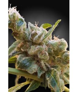 CBDrelax X3 Paradise Seeds