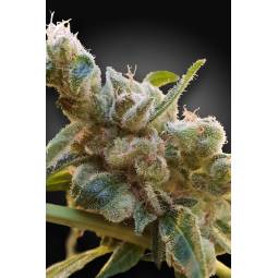 CBDrelax X5 Paradise Seeds