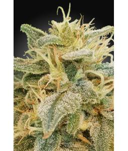 CBDrelief X5 Paradise Seeds