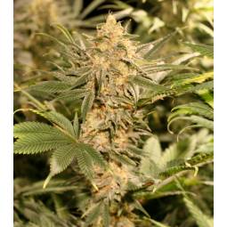 Queen Berry Kush 10+3