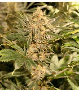 Queen Berry Kush 10+3