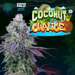 Coconut Chalice X6 + 3 Free...