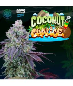 Coconut Chalice X6 + 3 Free...