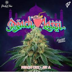 Peach Lassi X6 + 3 Free...