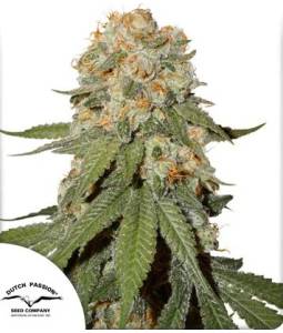 Orange Bud  X3 Dutch Passion