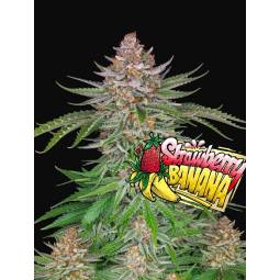 Strawberry Banana Auto X3...