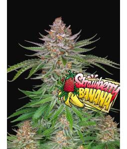 Strawberry Banana Auto X3...
