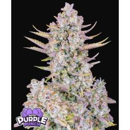 Purple Punch Auto X5 FastBuds