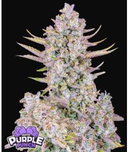 Purple Punch Auto X5 FastBuds