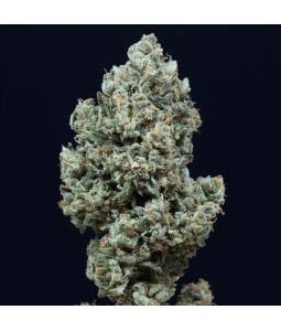 Critical + 2.0 Auto x10...