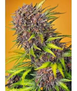 Diablo Rojo XL Auto X3...