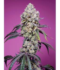 Sweet Mandarine Zkitllez F1...