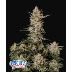 Strawberry Gorilla Auto X3...