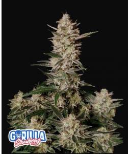 Strawberry Gorilla Auto X3...