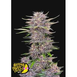 Banana Purple Punch Auto X3...