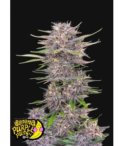 Banana Purple Punch Auto X3...