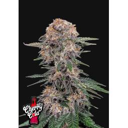 Cherry Cola Auto X5...