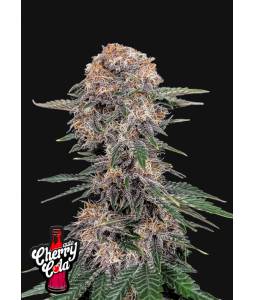 Cherry Cola Auto X5...
