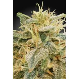 CBD Relief x10 Paradise Seeds