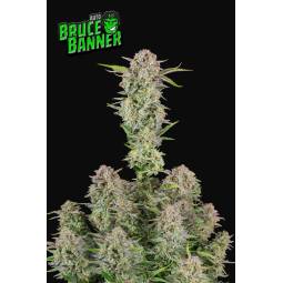 Bruce Auto X3 FastBuds