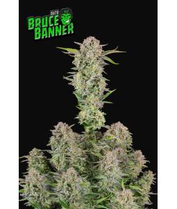 Bruce Auto X3 FastBuds