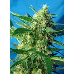 NYC DIESEL Auto ® X5 Sweet...