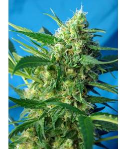 NYC DIESEL Auto ® X5 Sweet...