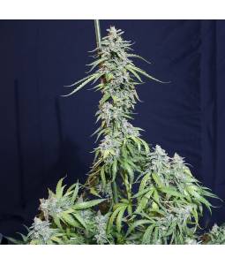 Super Watermelon Auto X6...