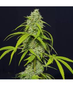 Orange Kush Auto X6 Eva Seeds