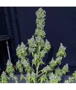 Magic Tree Auto X3 Eva Seeds