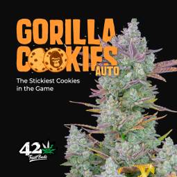 Gorilla Cookies Auto X3...