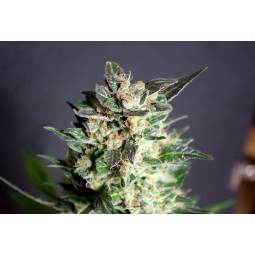 Diesel glue  X3 Kannabia Seeds